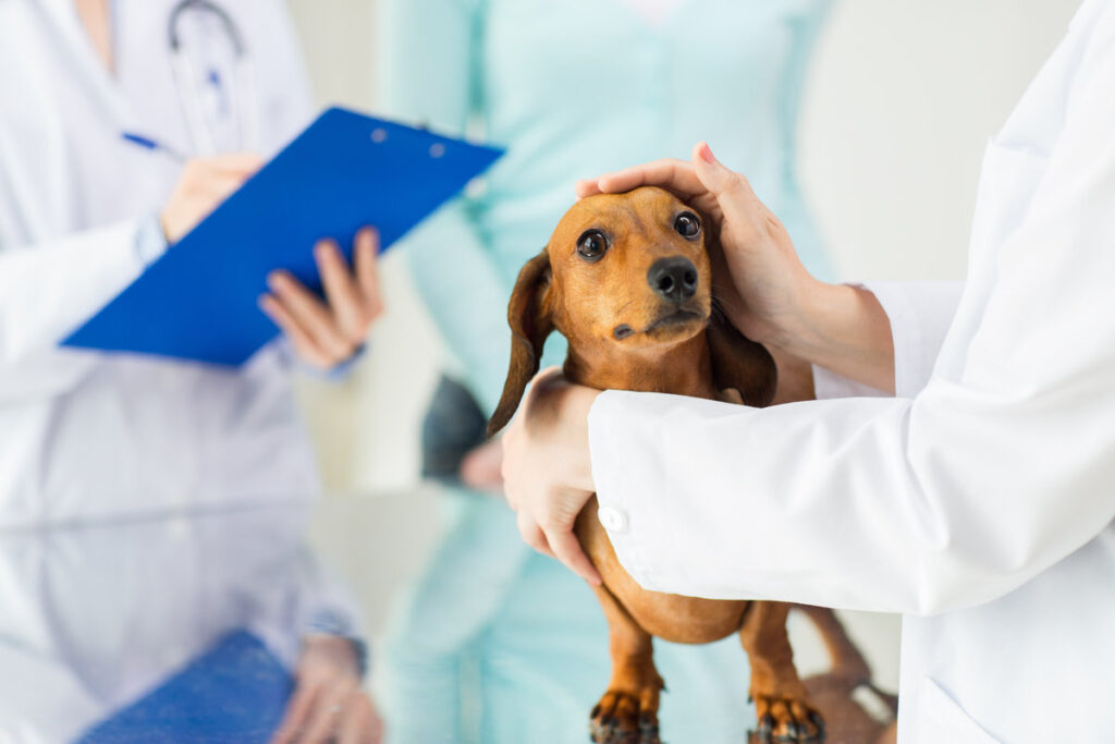 medicine, pet care and people concept - close up of dachshund dog and veterinarian doctor with clipboard taking notes at vet clinic