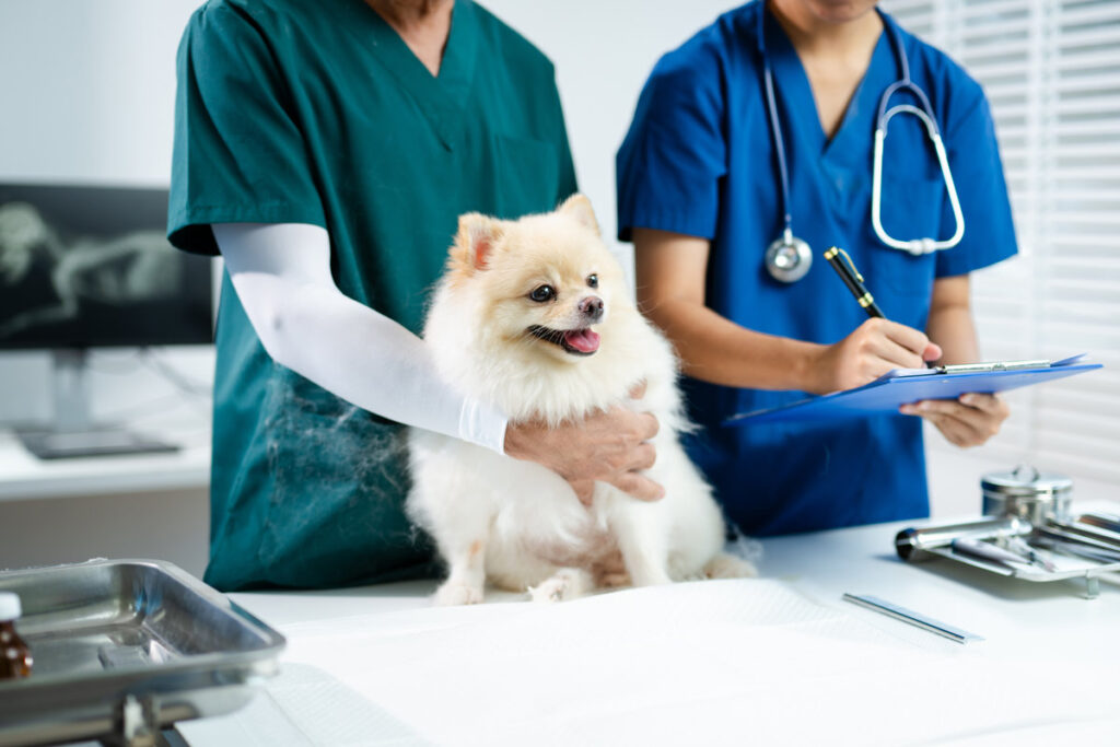 Asian veterinarians examining a smiling fluffy dog during checkup. Medical notes, stethoscope, and tools highlight care, diagnosis, and animal health in clinic.