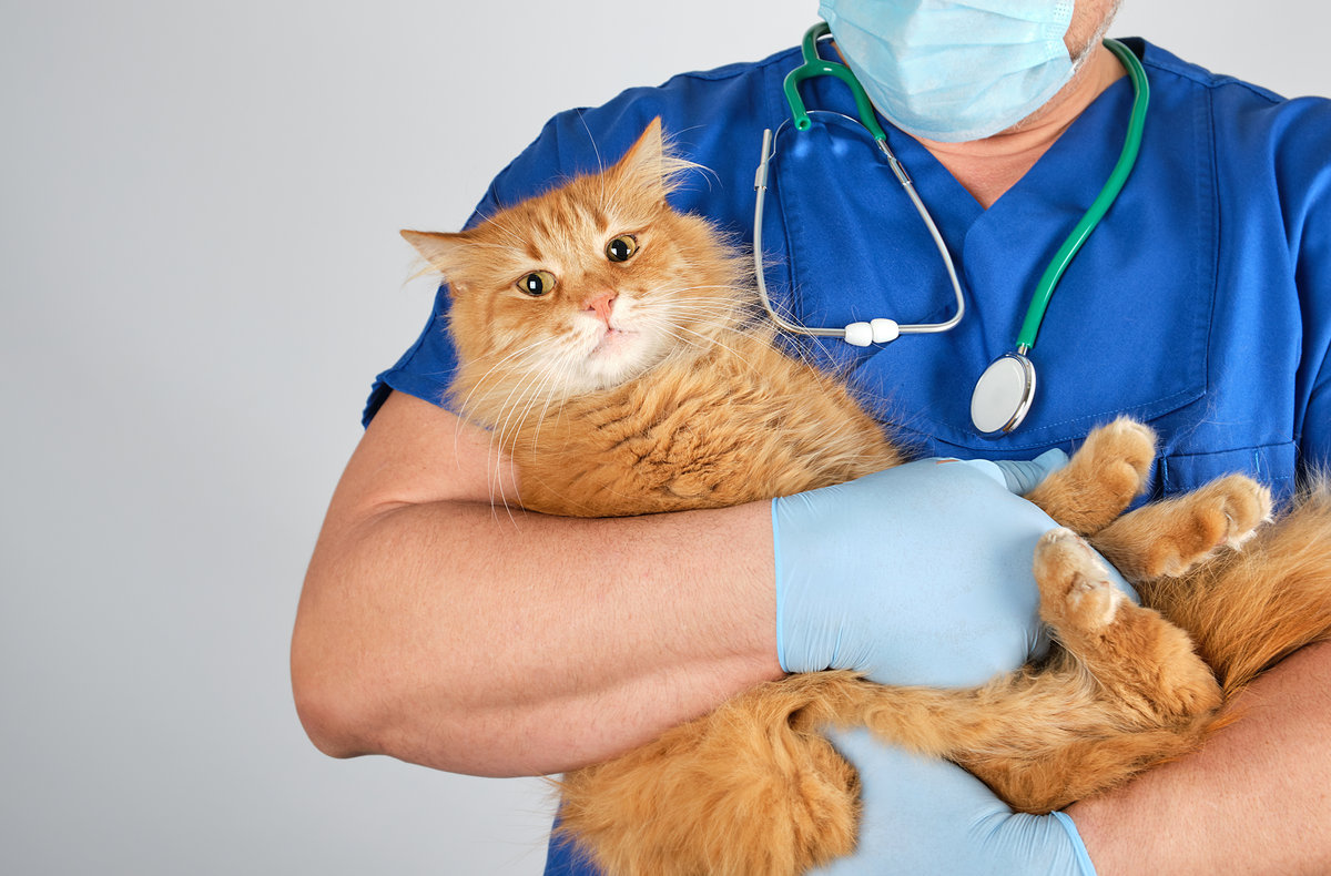 veterinarian doctor in blue uniform holding fluffy red cat in hands on white background