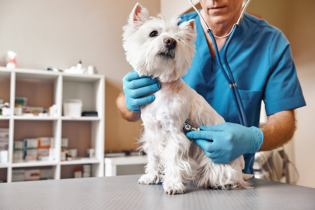 Checking the breath. Male veterinarian in work uniform listening to the breath of a small dog with a phonendoscope in veterinary clinic. Pet care concept. Medicine concept. Animal hospital