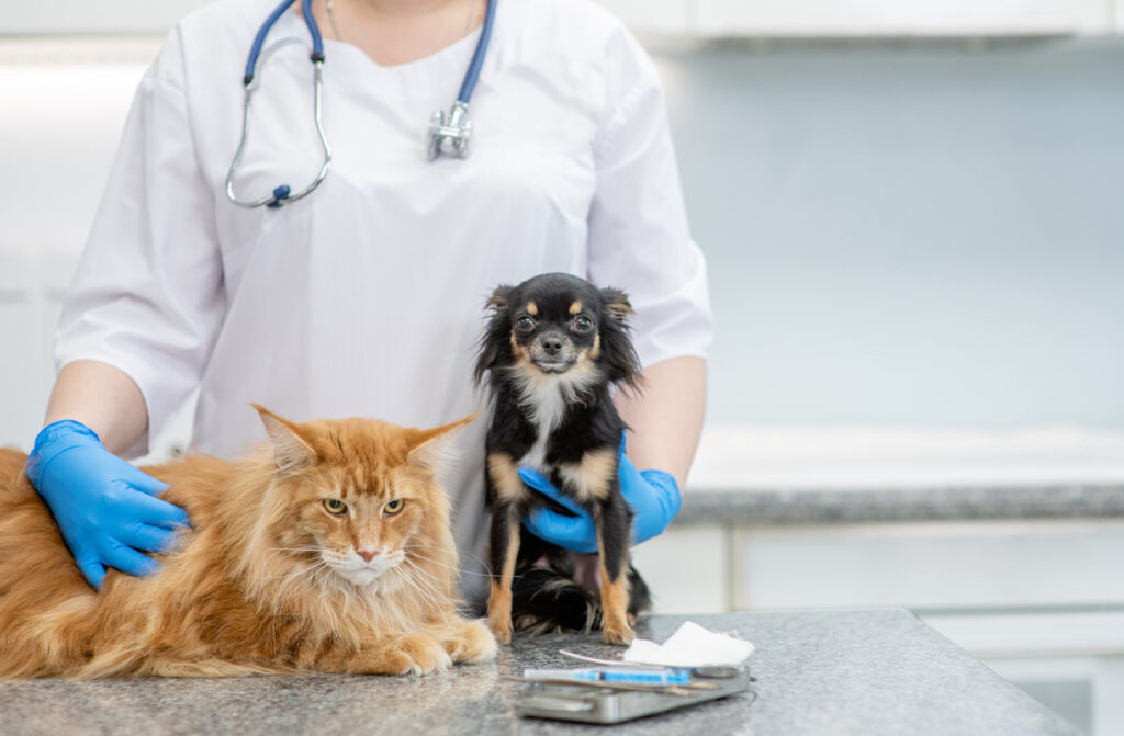 Vet hugs cat and dog at veterinary clinic. Empty space for text.