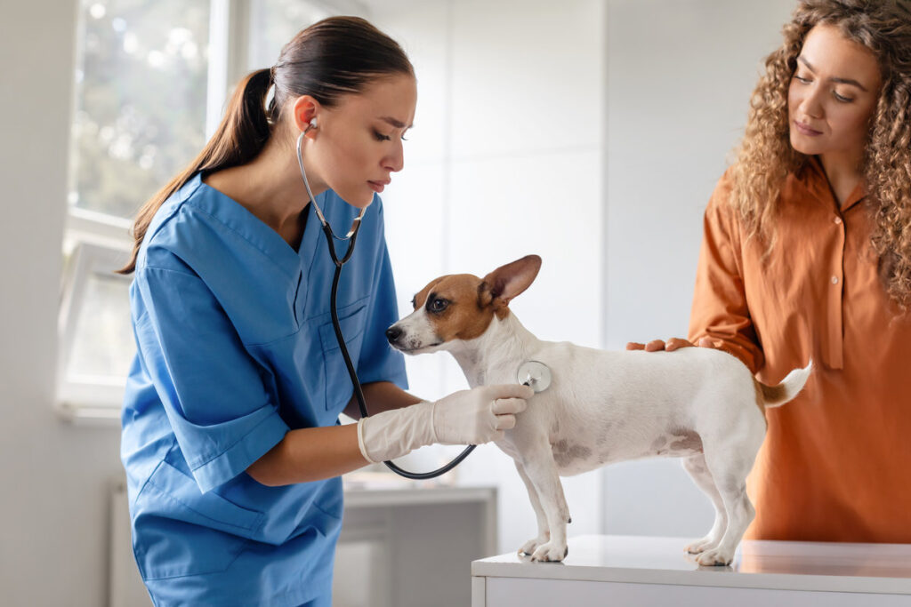 Veterinarian in blue uses a stethoscope on a Jack Russell Terrier while the curly-haired owner carefully observes during the health examination