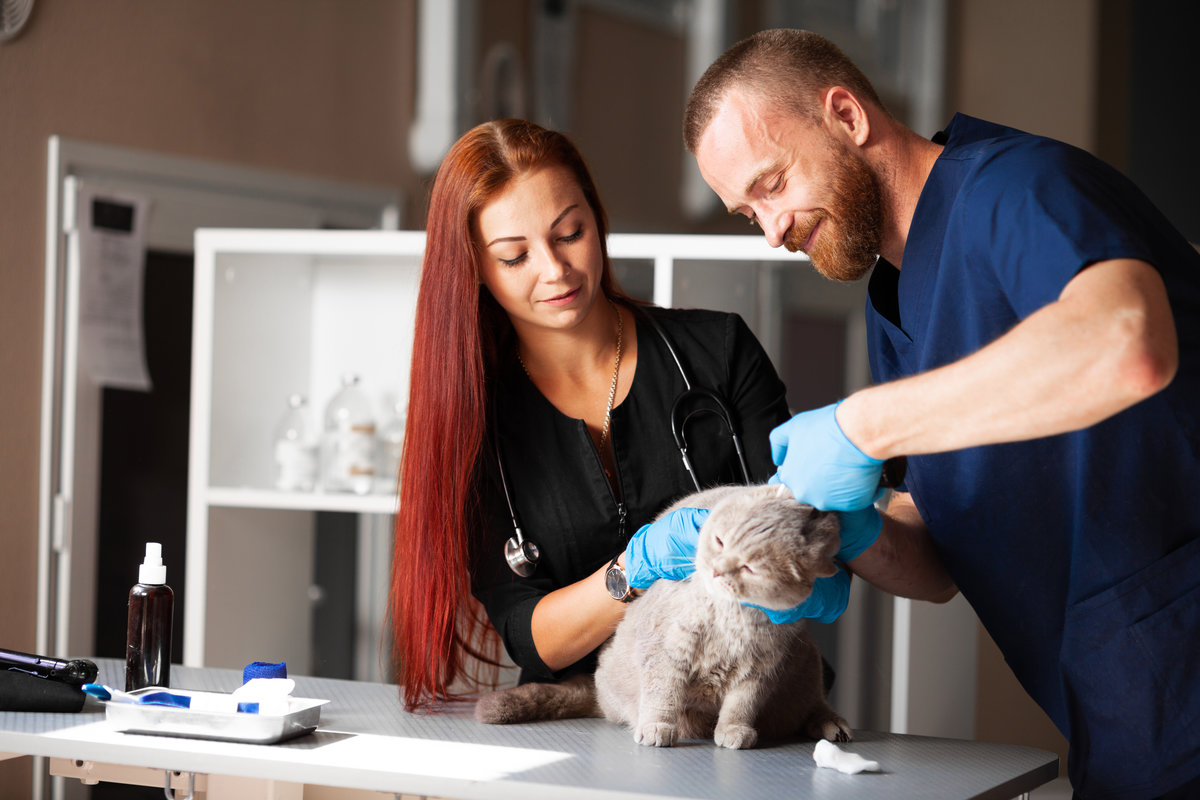 Treatment of cat in veterinary clinic.