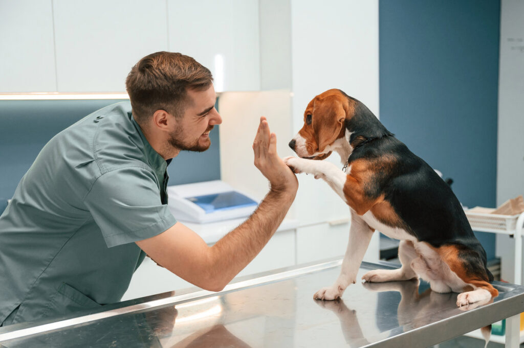 Giving high five with paw. Dog in veterinarian clinic with male doctor.