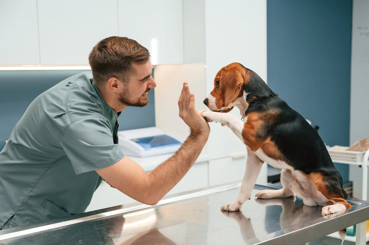 Giving high five with paw. Dog in veterinarian clinic with male doctor.