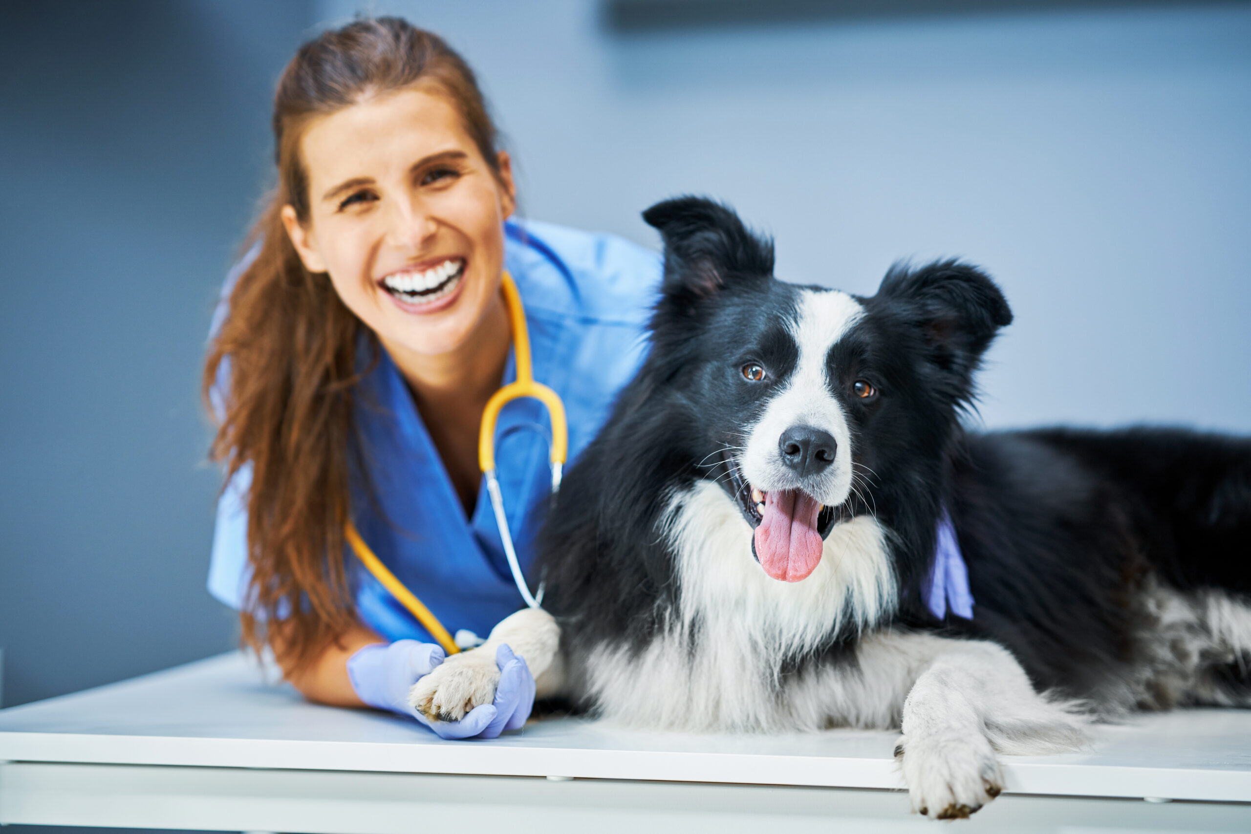 Picture of female vet examining a dog in clinic
