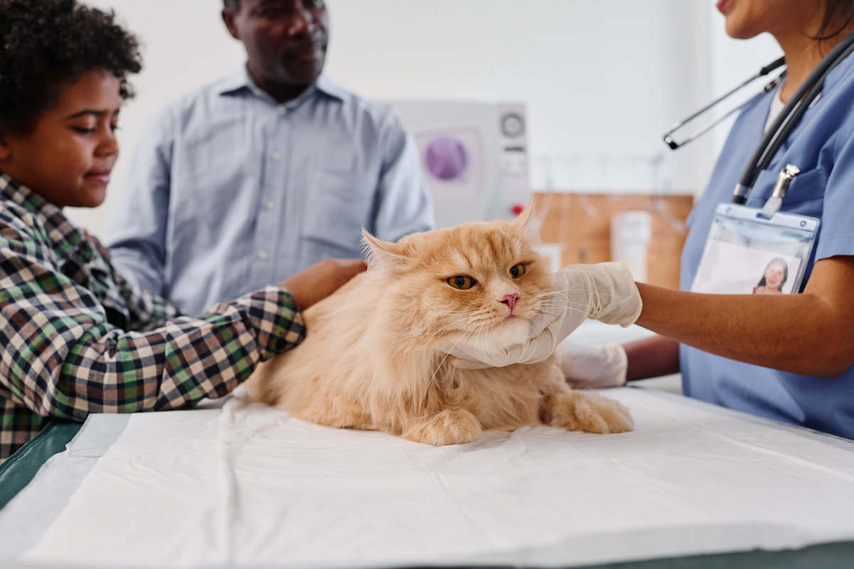 Senior African American man and his grandson having appointment in veterinary clinic to examine cat health